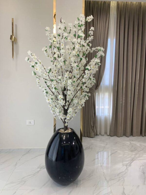 مشمش كبير