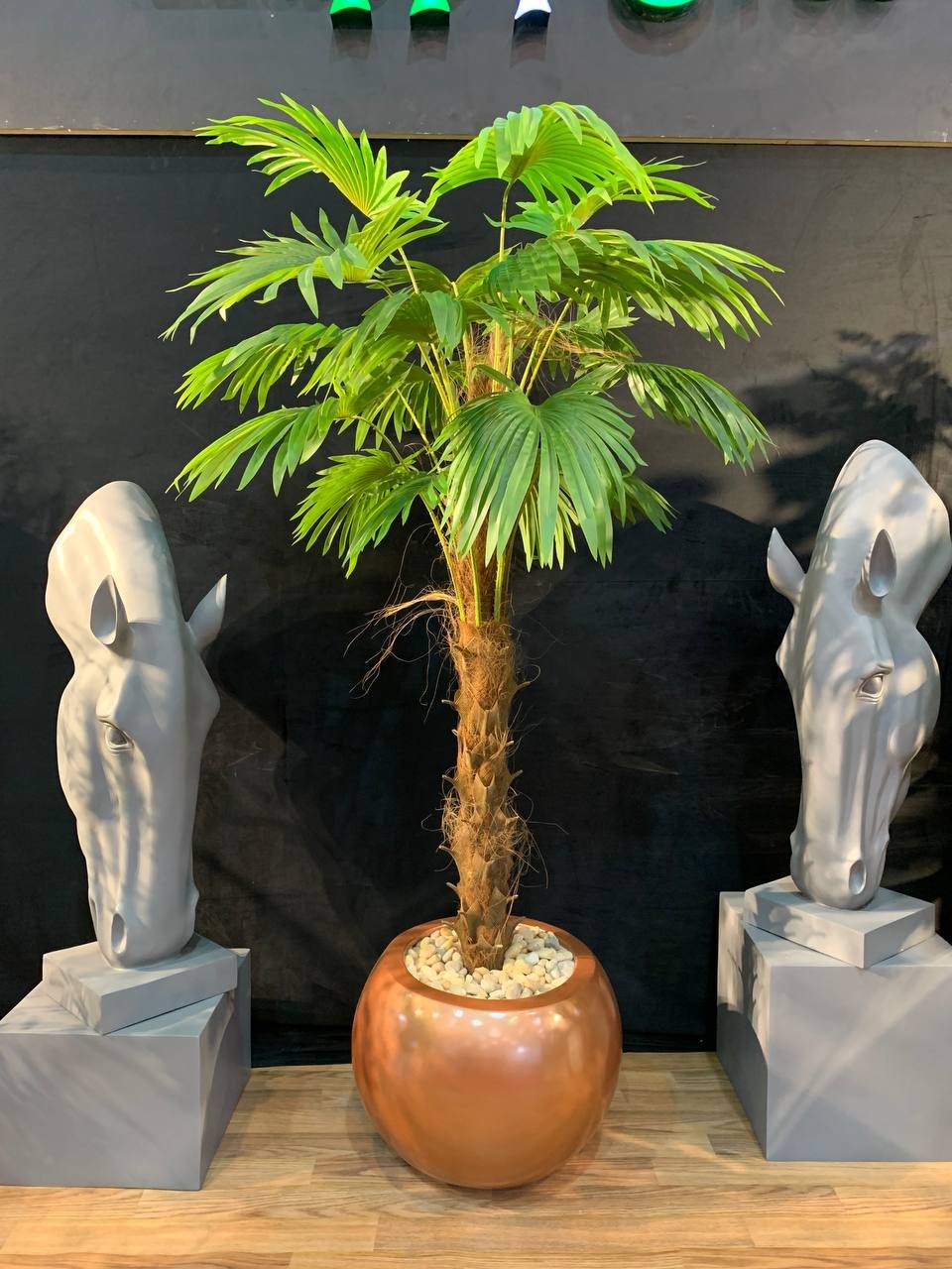 نخلة لاتنيا ليف جلد