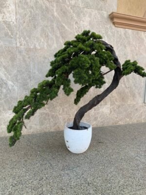 بونساى يابانى كبير