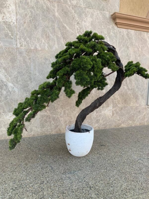 بونساى يابانى كبير