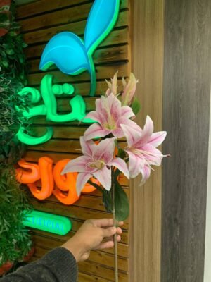 فرع لليم جلد خماسى