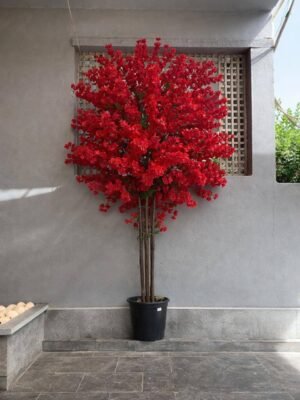 مشمش كبير ٢.٥ متر