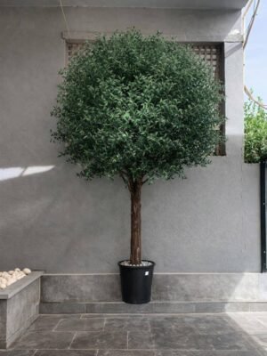 زيتون ٢.٥ متر كثيف جزع طبيعي