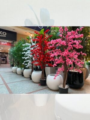 مشمش بالبوت