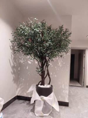 زيتون لوكس جزع طبيعي  بوت فايبر ٢ متر ونص